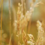 5to Aniversario de GTAMexico